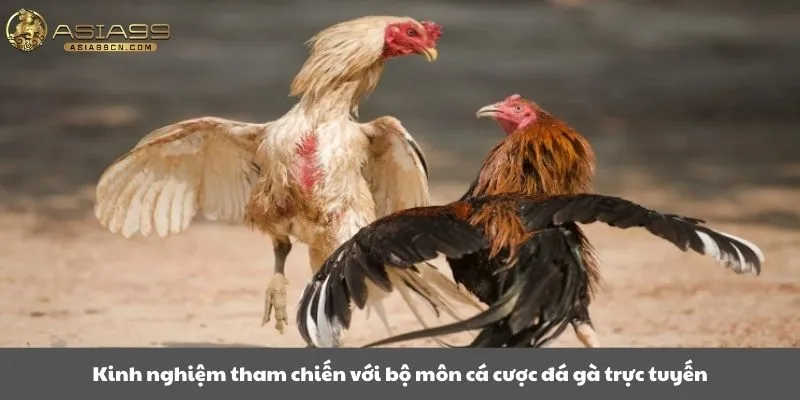 Kinh nghiệm tham chiến với bộ môn cá cược đá gà trực tuyến