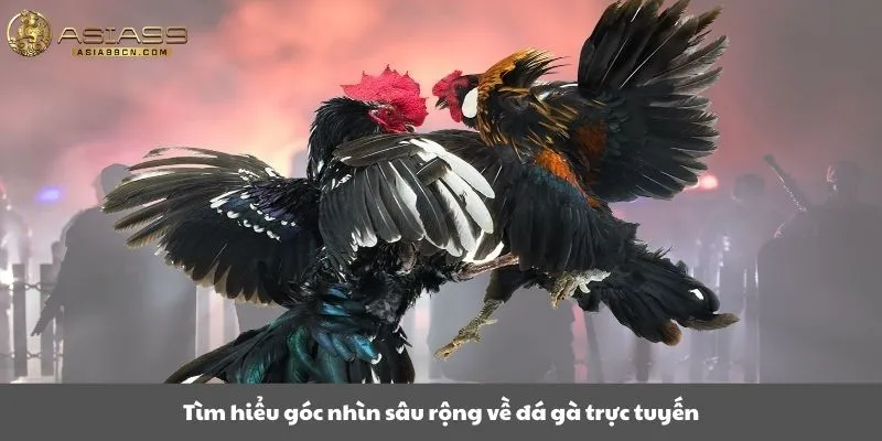 Tìm hiểu góc nhìn sâu rộng về đá gà trực tuyến